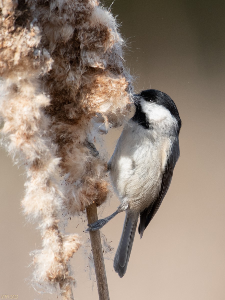 Carolina Chickadee - ML535369101