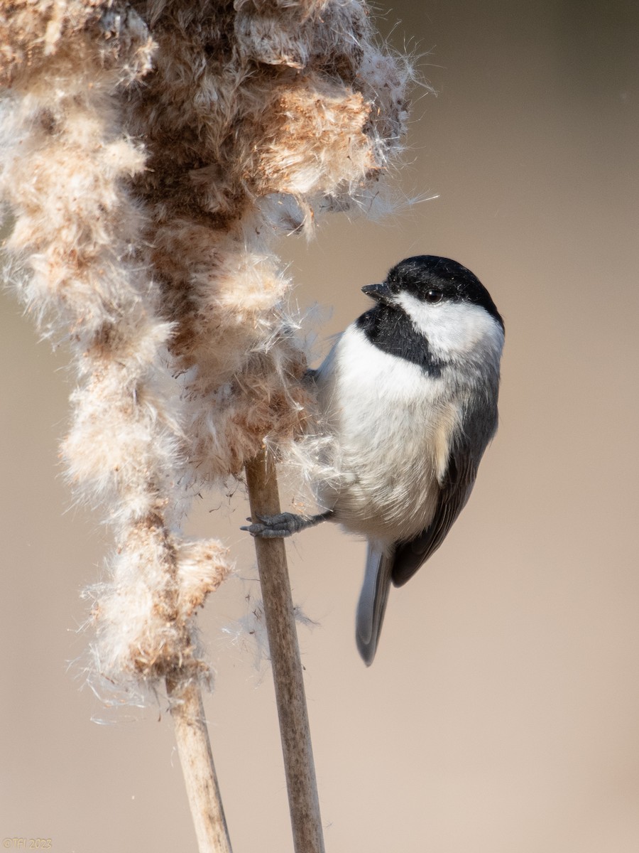 Carolina Chickadee - ML535369111