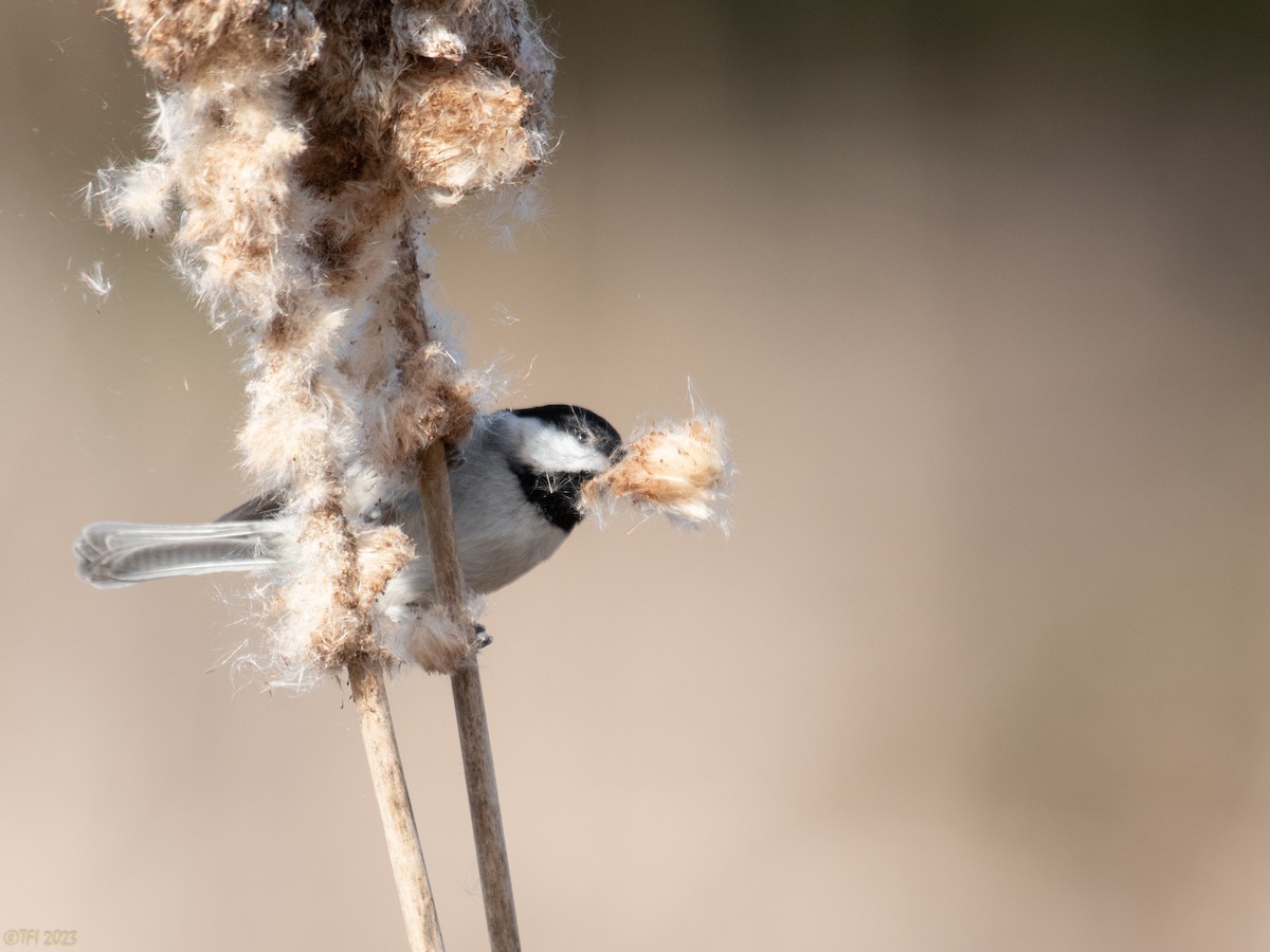 Carolina Chickadee - ML535369141