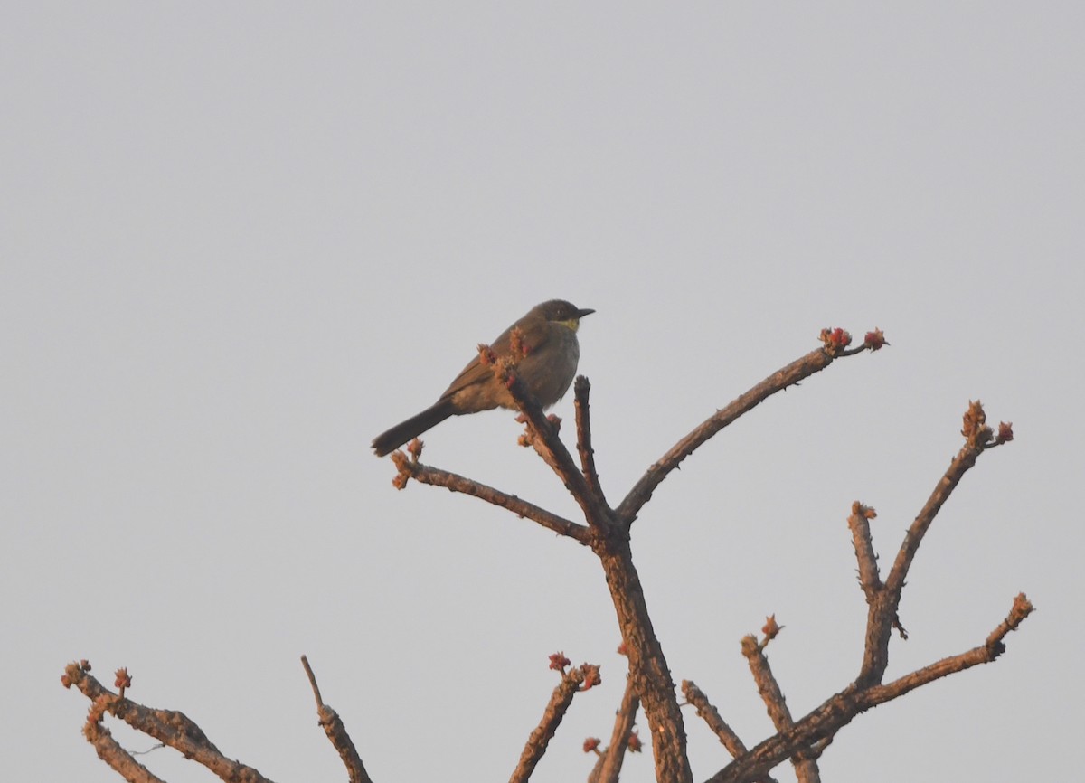 Bulbul Gorjiamarillo (flavigula) - ML535369151