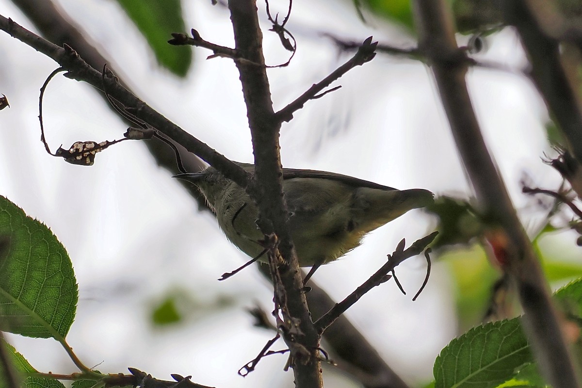 Plain Flowerpecker - ML535369281