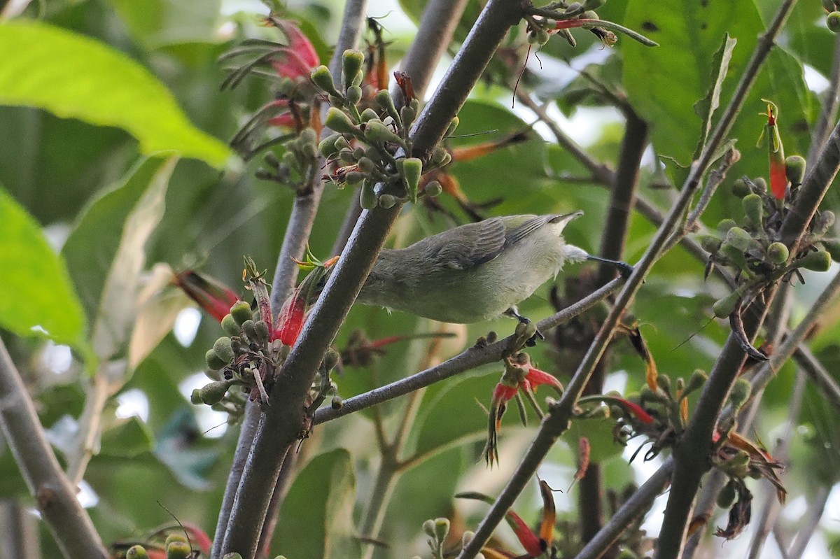 Plain Flowerpecker - ML535369291