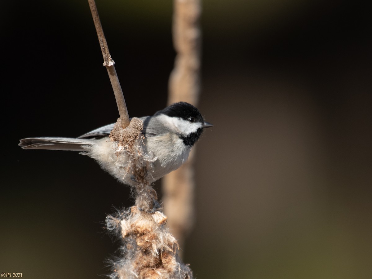 Carolina Chickadee - ML535369301