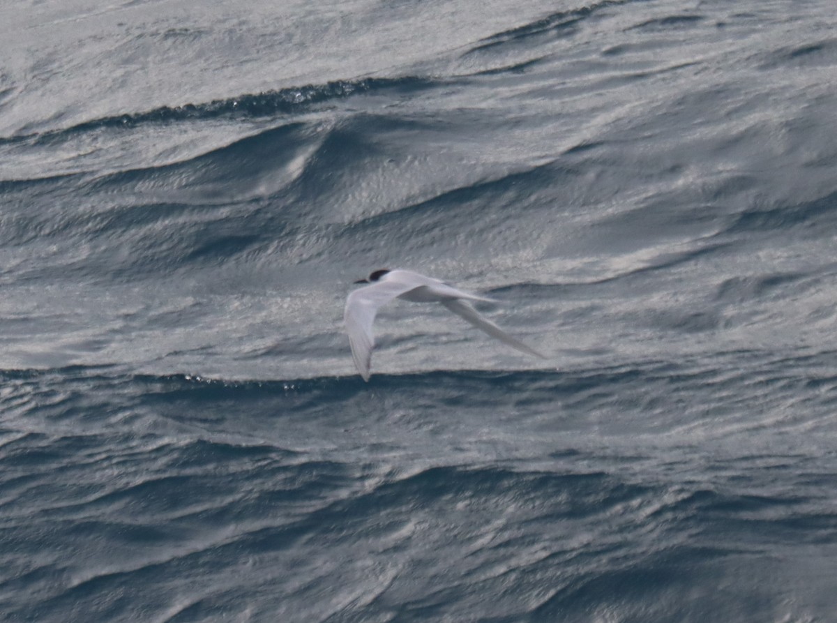 White-fronted Tern - ML535369701