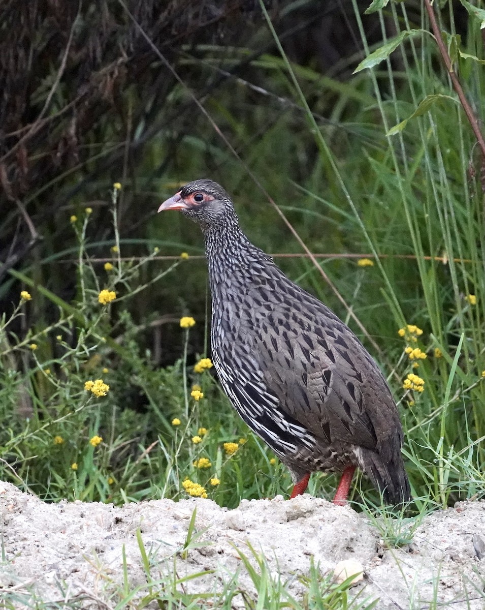 Red-necked Spurfowl (Southern) - ML535370111