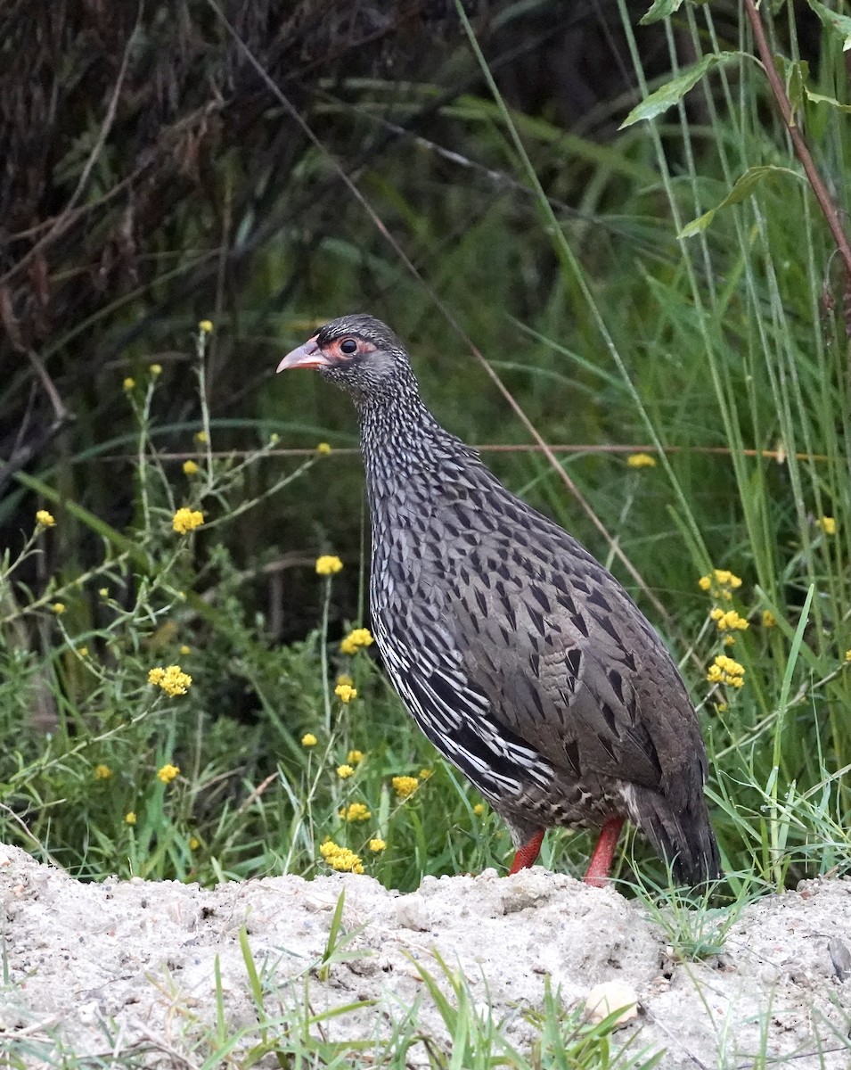 Francolin à gorge rouge (castaneiventer) - ML535370111