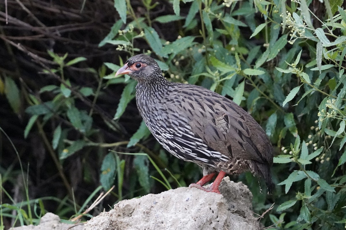 Francolin à gorge rouge (castaneiventer) - ML535370121