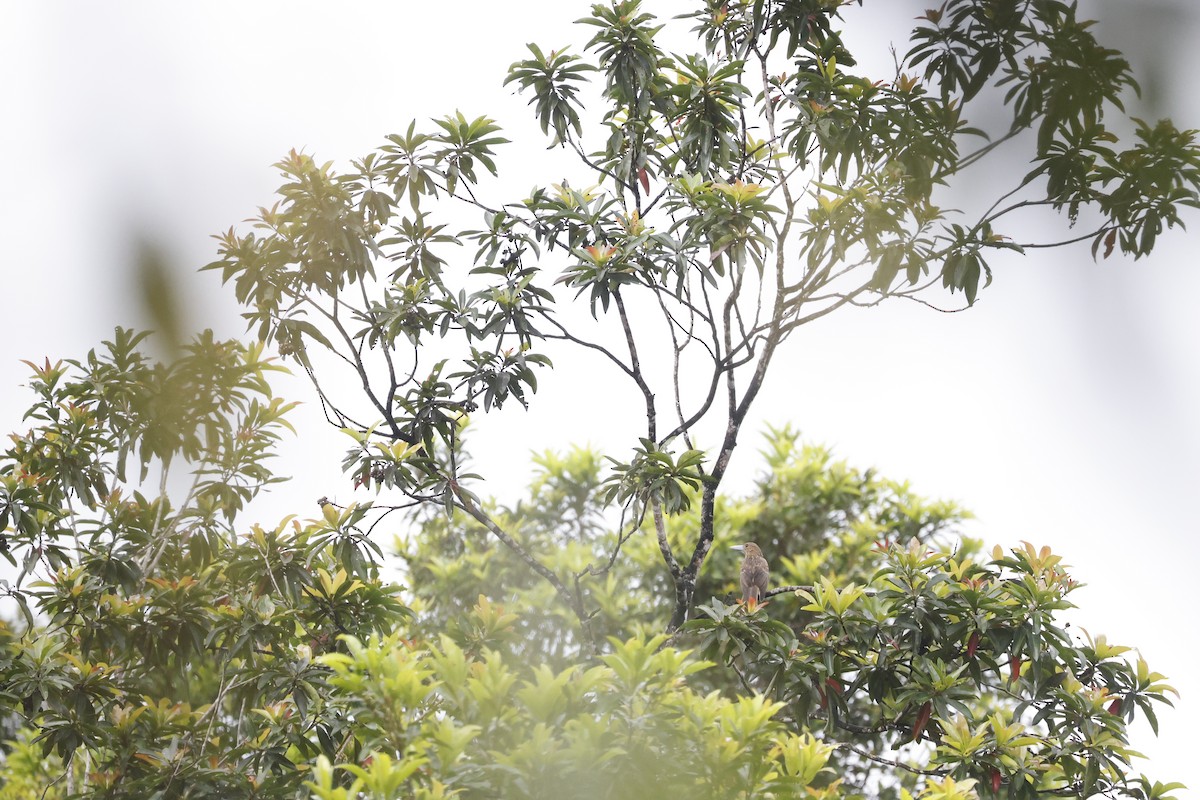 Cassican des mangroves - ML535370351