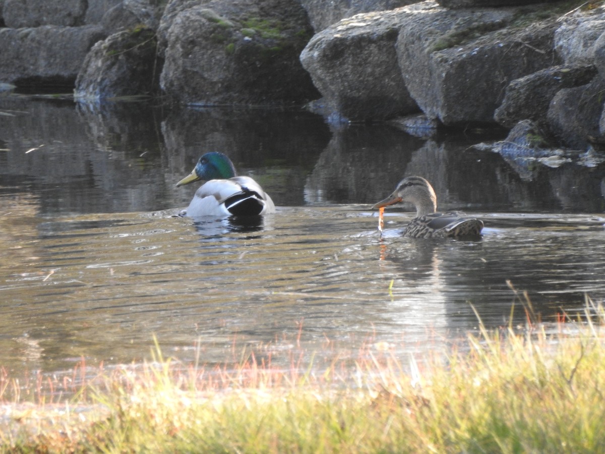 Stockente - ML535371381