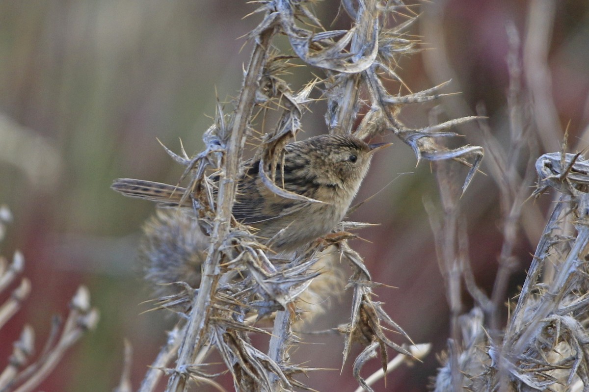 Grass Wren - ML535371531