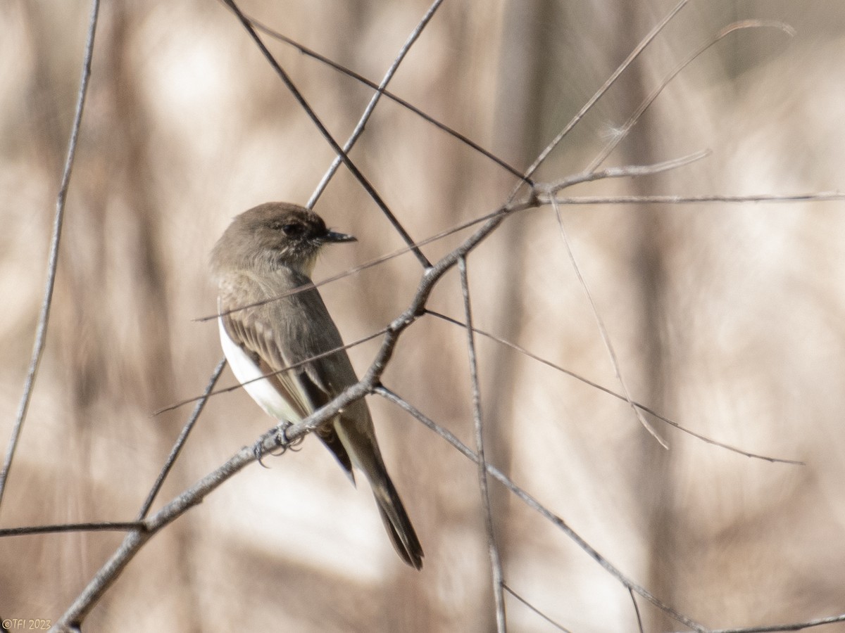 Eastern Phoebe - ML535373021