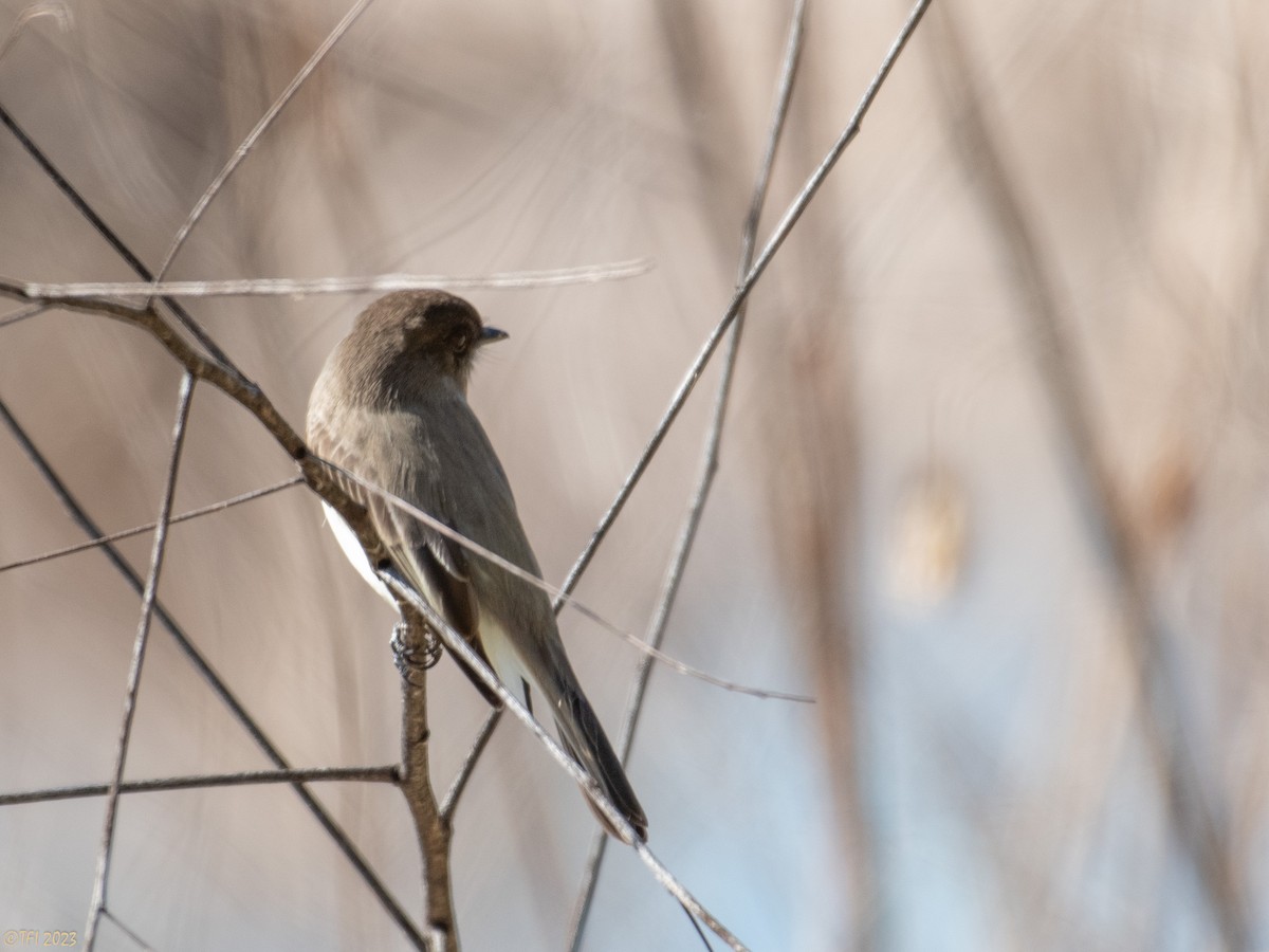 Eastern Phoebe - ML535373331