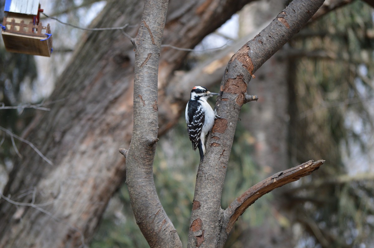 Hairy Woodpecker - ML53537381