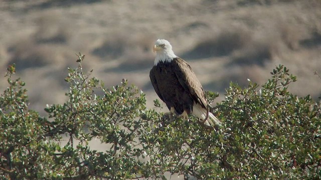 Bald Eagle - ML535374271