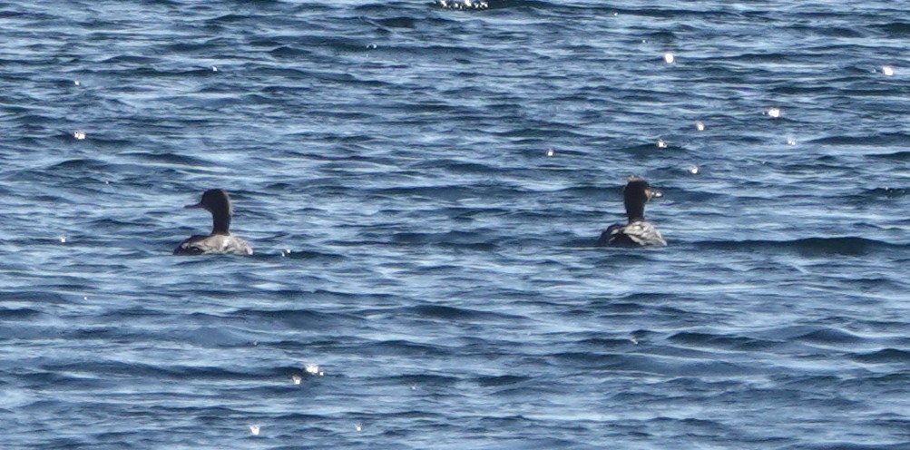 Red-breasted Merganser - ML535377301