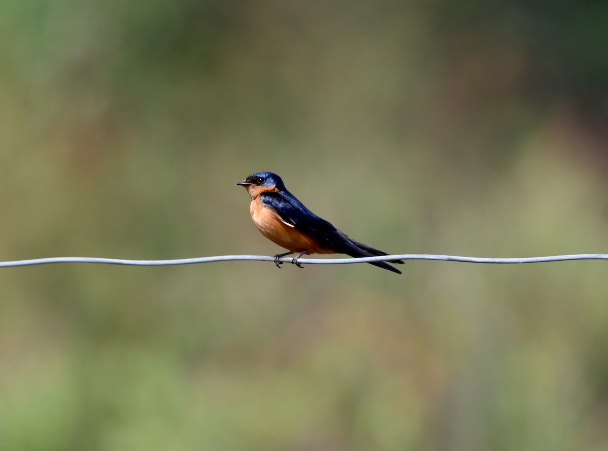 Black-and-rufous Swallow - Gabriel Jamie