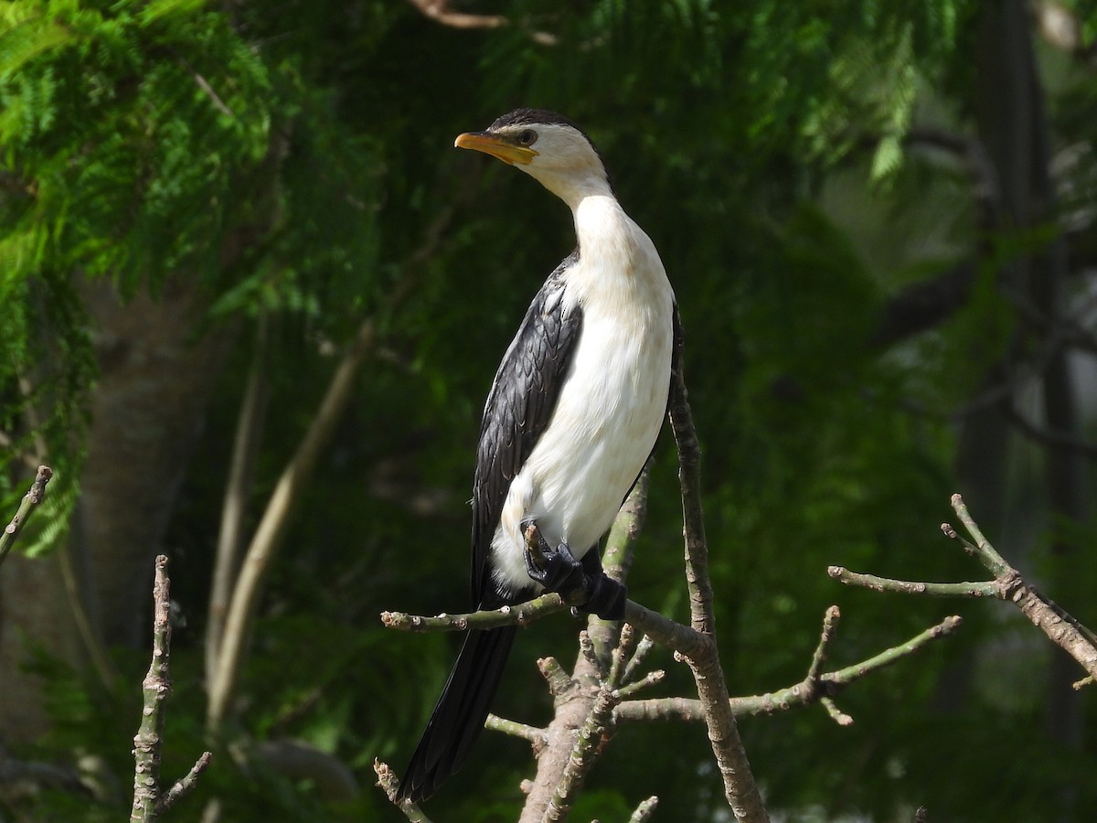 Little Pied Cormorant - ML535380991