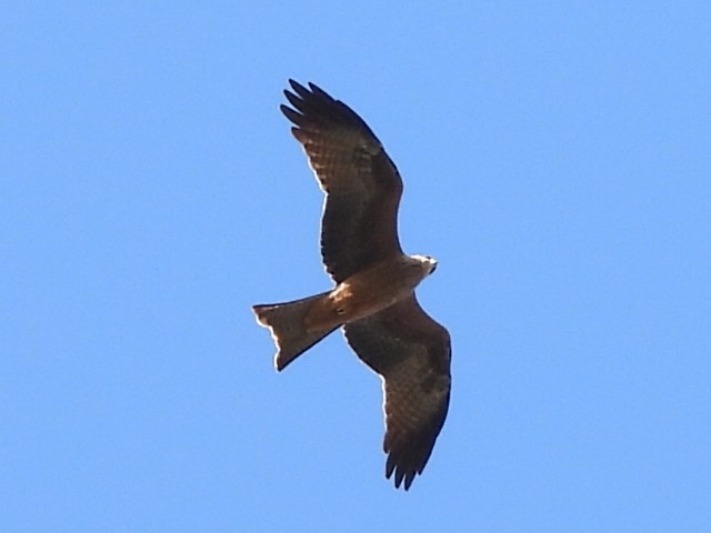 Black Kite - ML535381041