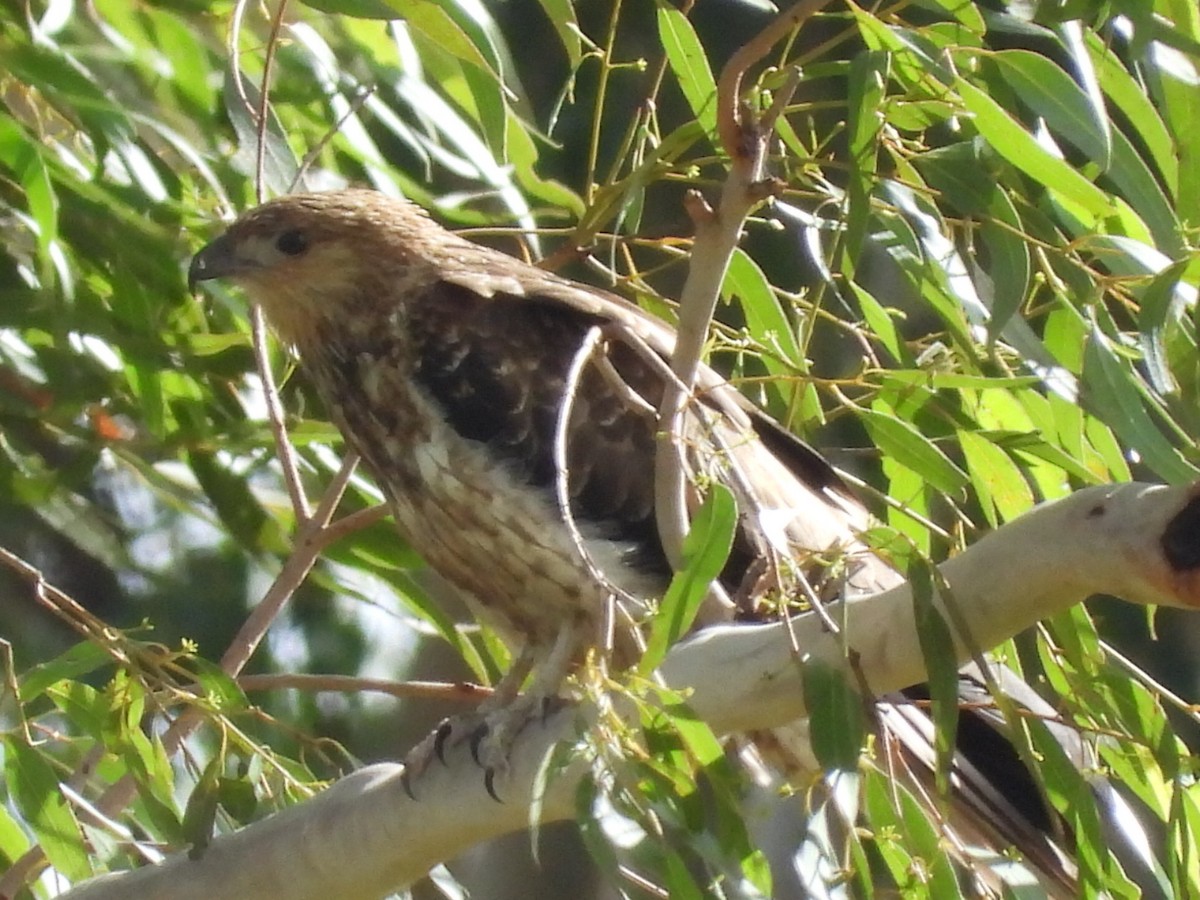 Whistling Kite - ML535381111