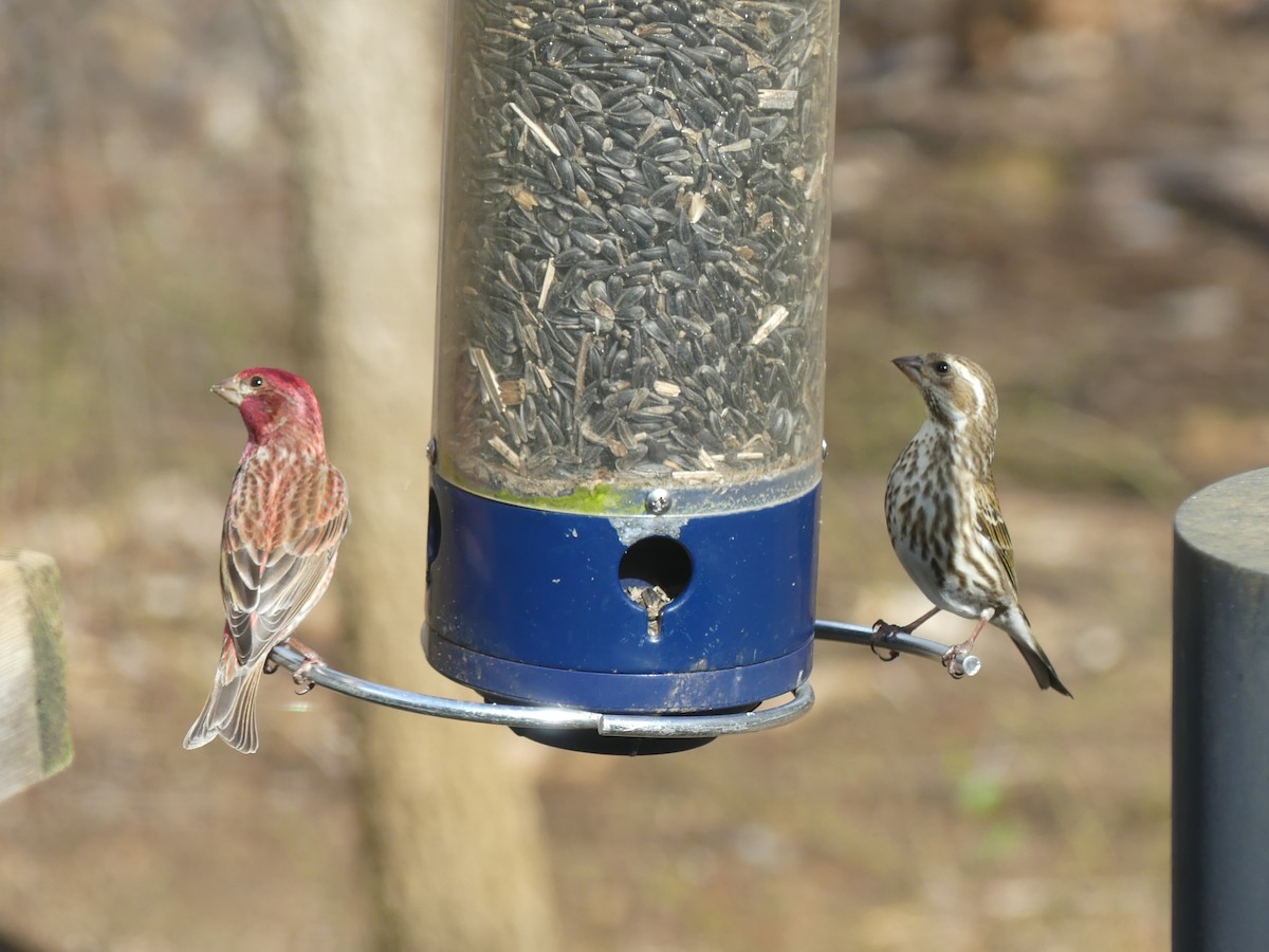 Purple Finch - ML53538181