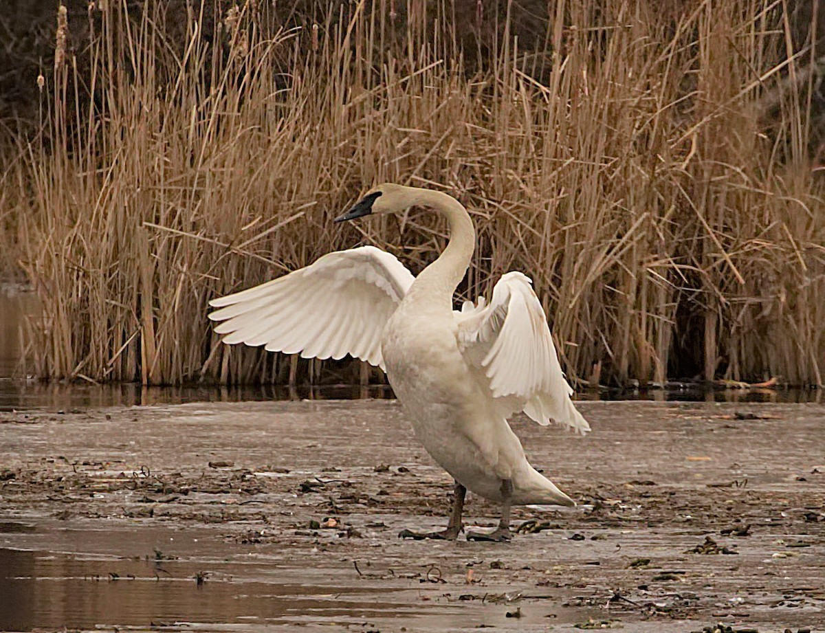 Trumpeter Swan - S & J Rodominick