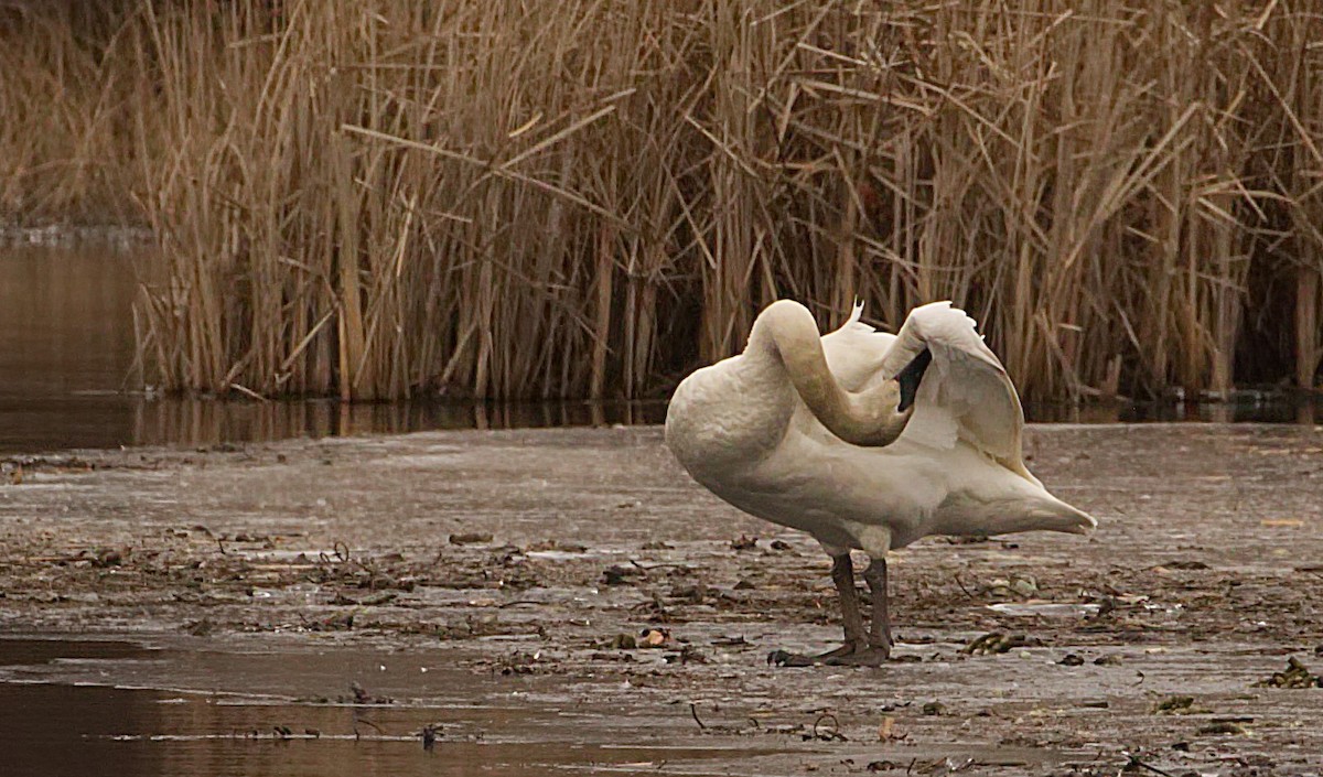 Trumpeter Swan - ML535382011