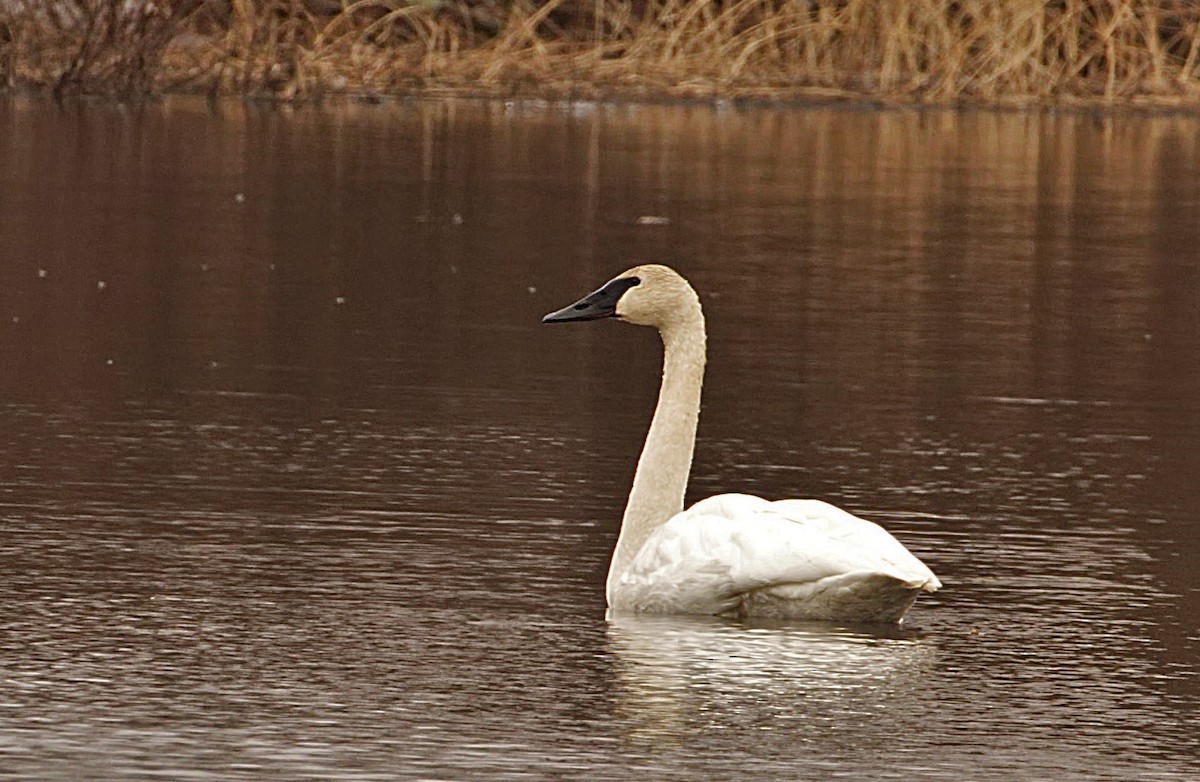 Trumpeter Swan - S & J Rodominick