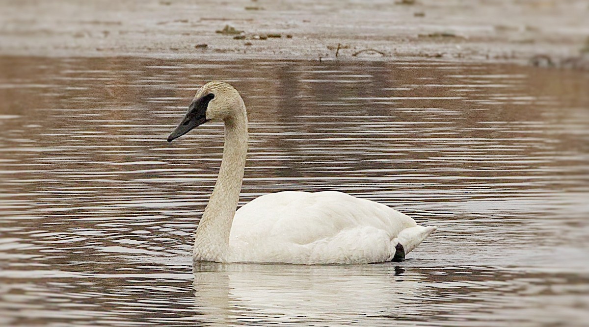 Trumpeter Swan - S & J Rodominick