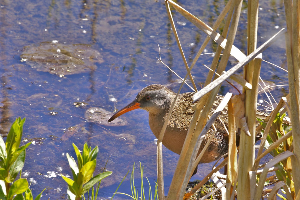 Virginia Rail - S & J Rodominick