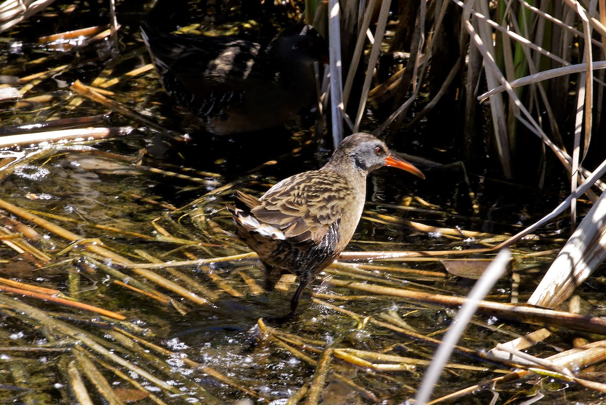 Virginia Rail - S & J Rodominick