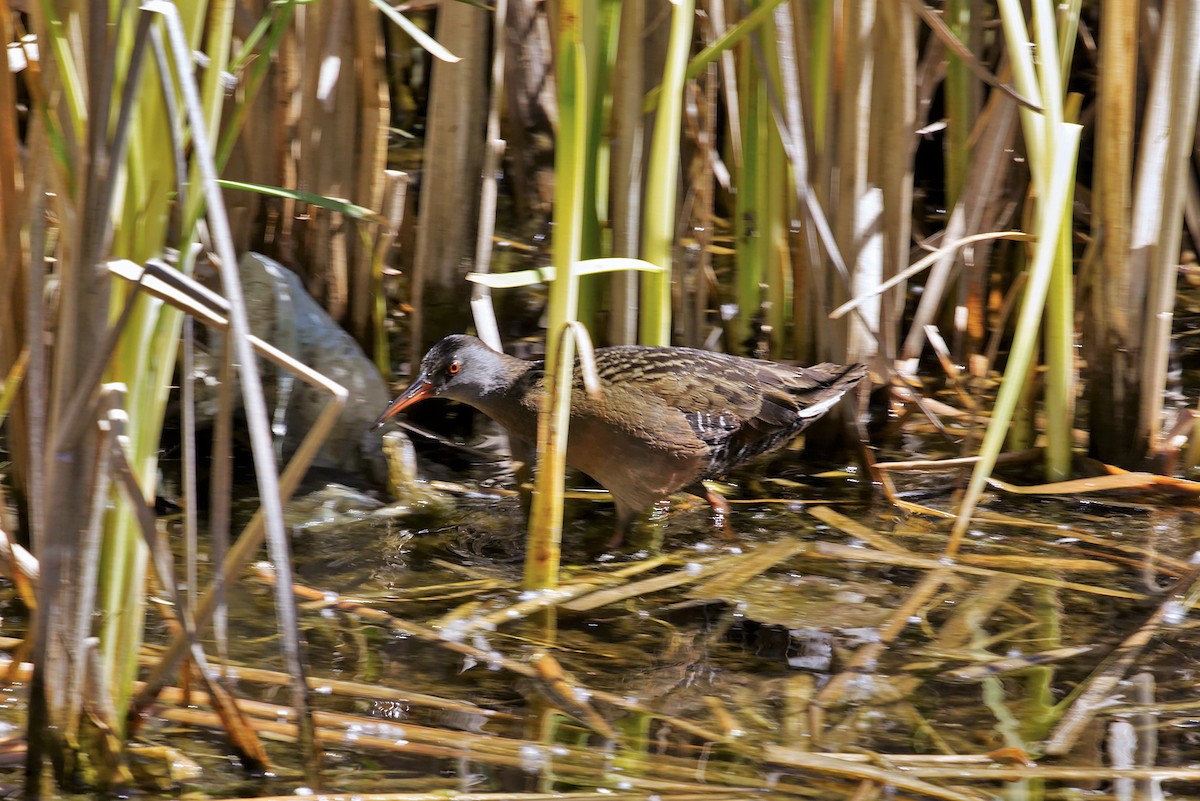 Virginia Rail - S & J Rodominick