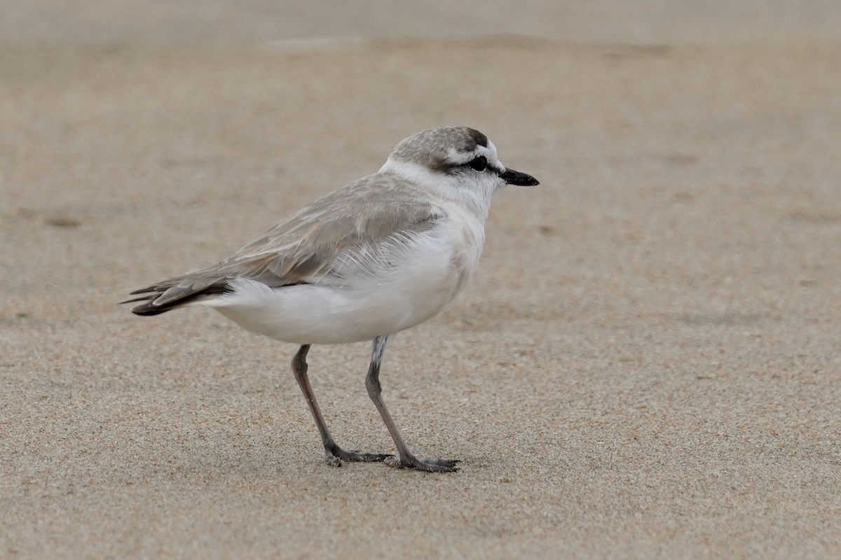 White-fronted Plover - ML535382841