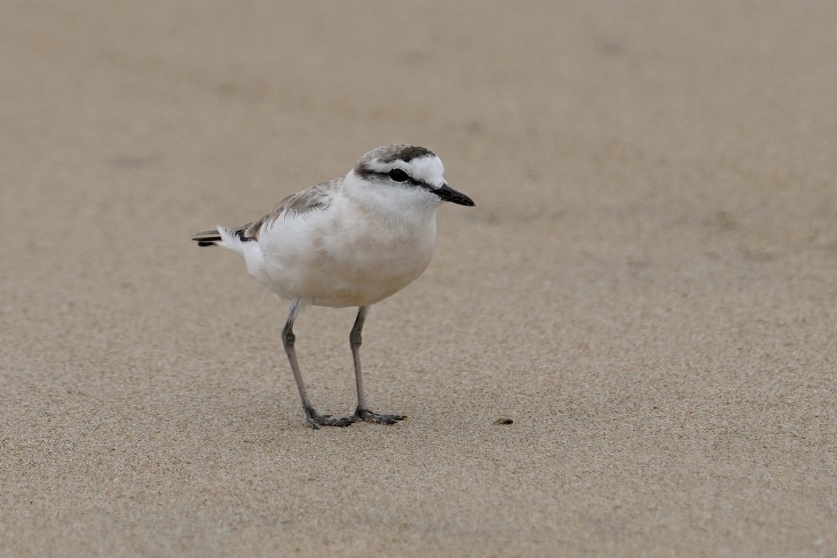 White-fronted Plover - ML535382851