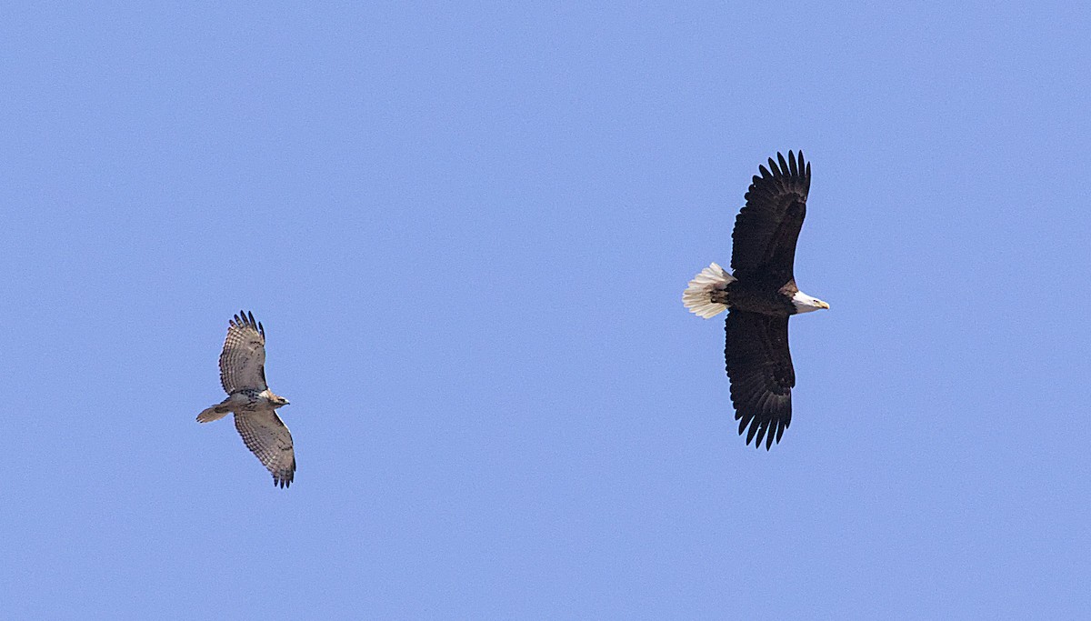 Red-tailed Hawk - ML535383741