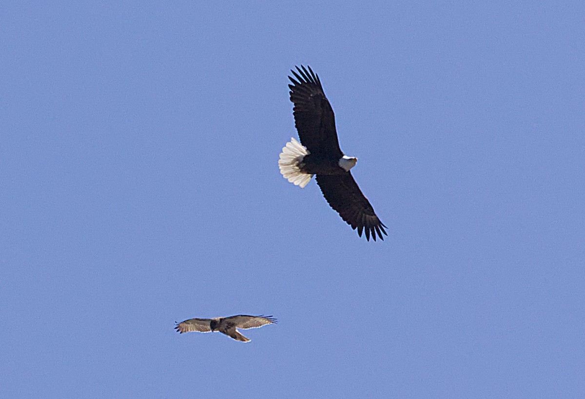 Bald Eagle - ML535383831