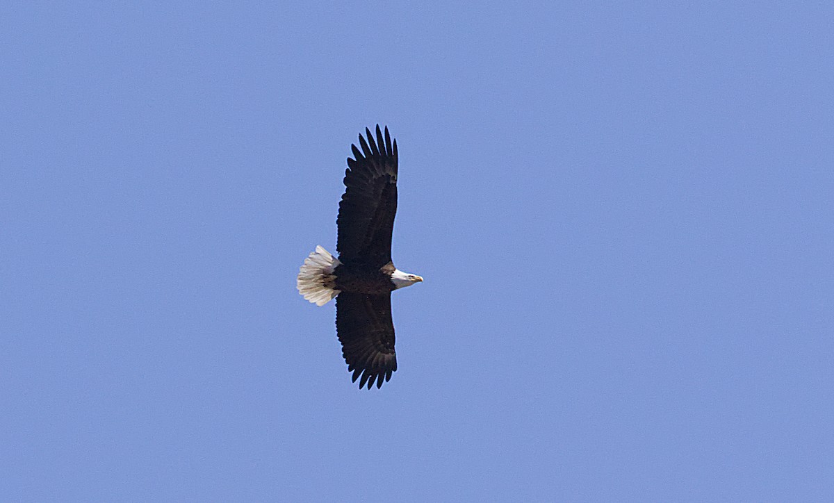 Bald Eagle - ML535383851