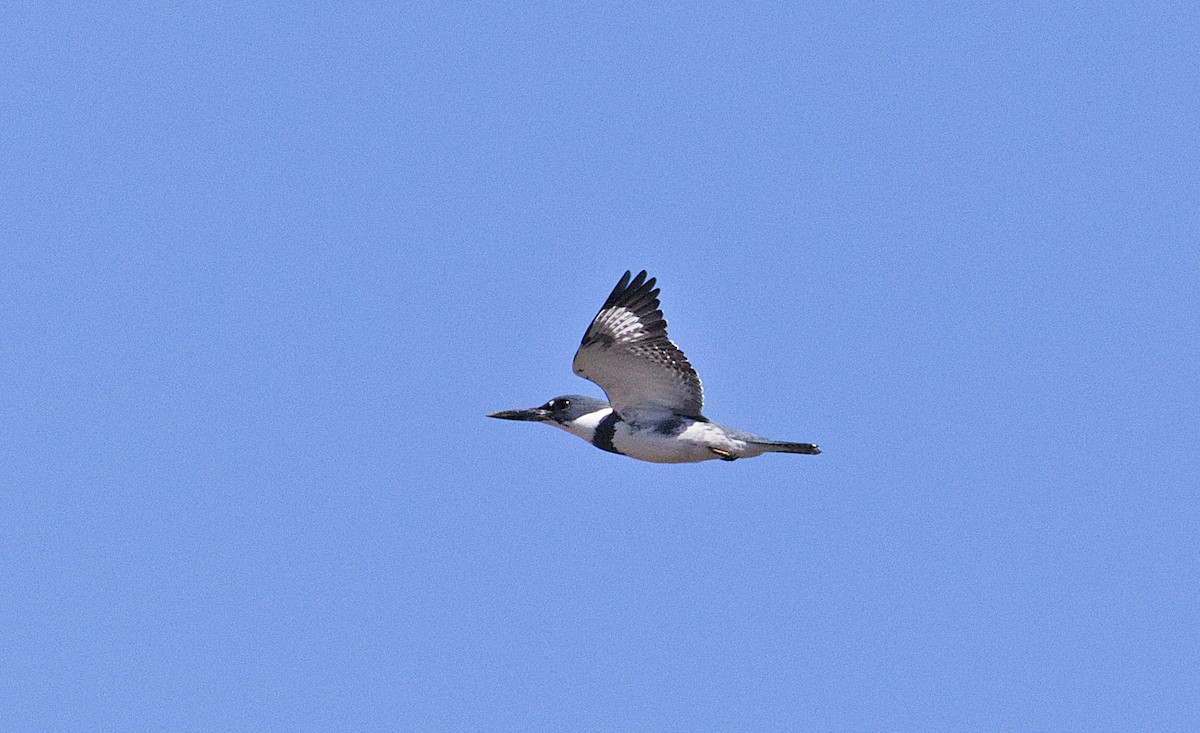 Belted Kingfisher - ML535384281