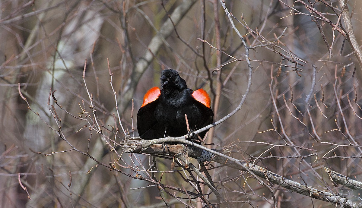 Red-winged Blackbird - ML535384561