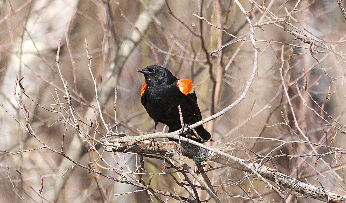 Red-winged Blackbird - ML535384571