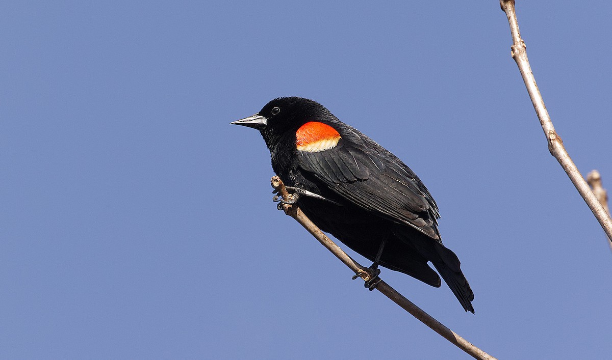 Red-winged Blackbird - ML535384591