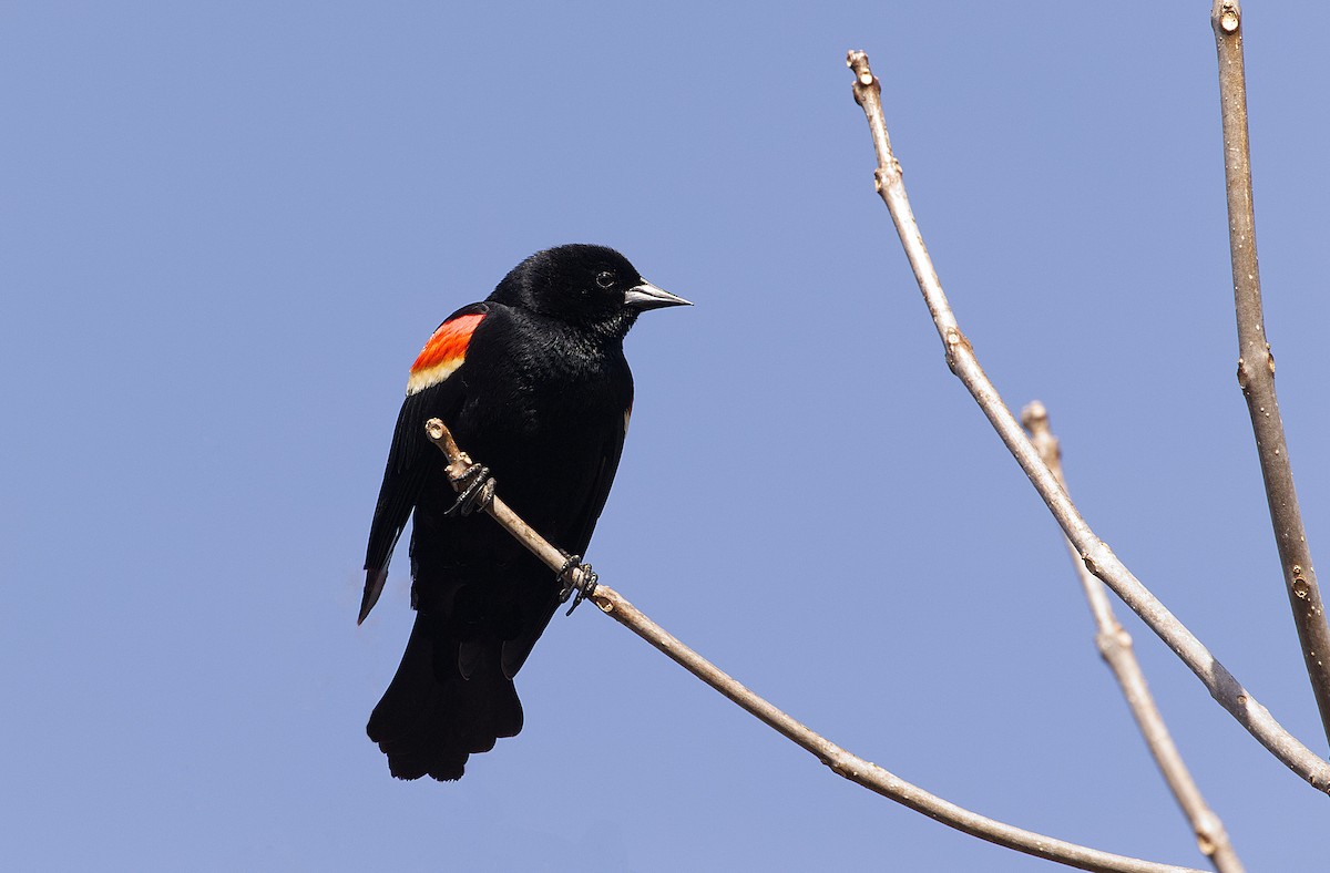 Red-winged Blackbird - ML535384601