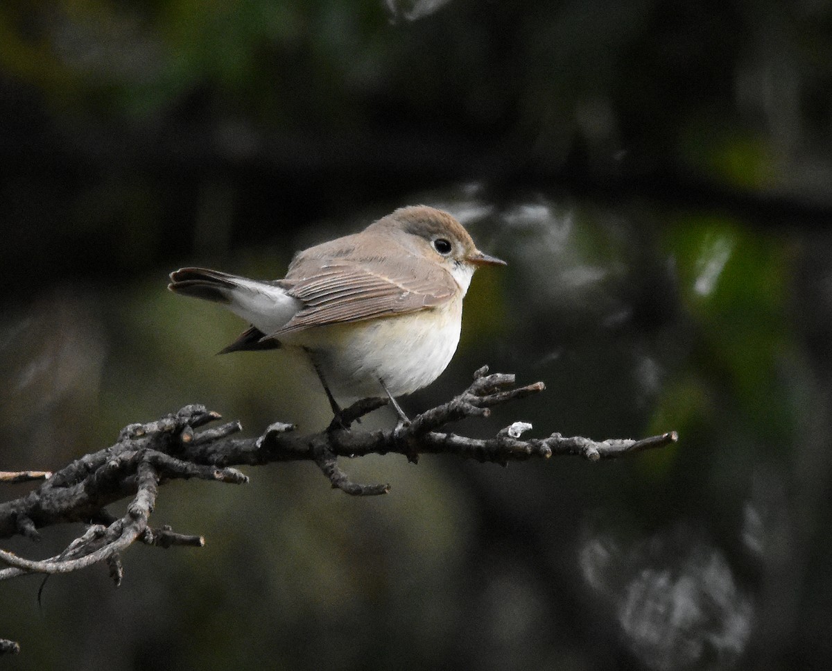 Red-breasted Flycatcher - José A Cortés Guerrero