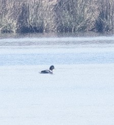 Common Goldeneye - ML535388921