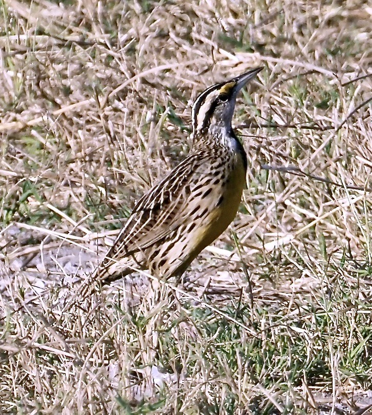 Chihuahuan Meadowlark - John Gregory