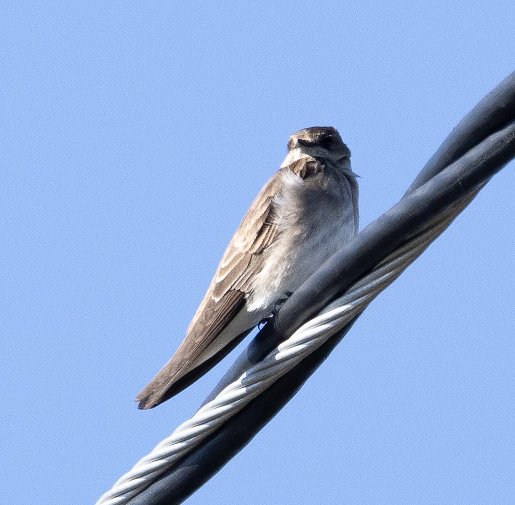 Northern Rough-winged Swallow - ML535389991