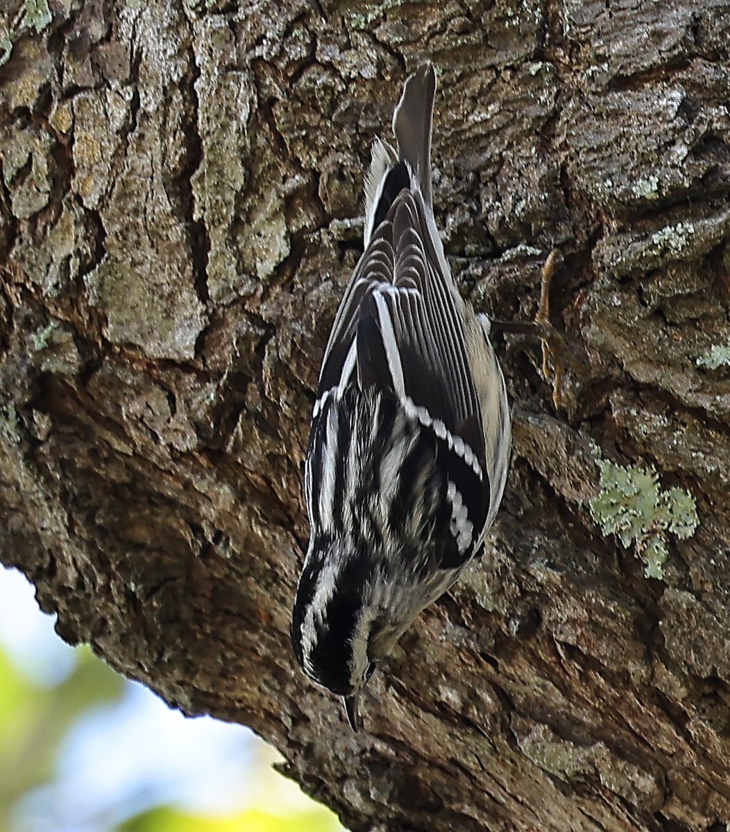 Black-and-white Warbler - ML535390131