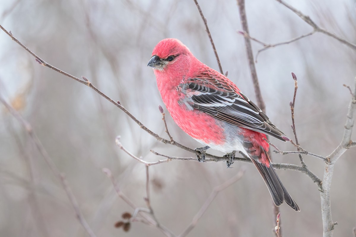 Pine Grosbeak - ML535390311