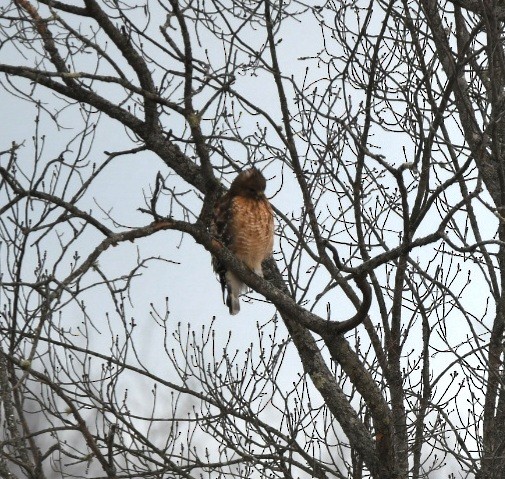 Red-shouldered Hawk - ML535391731