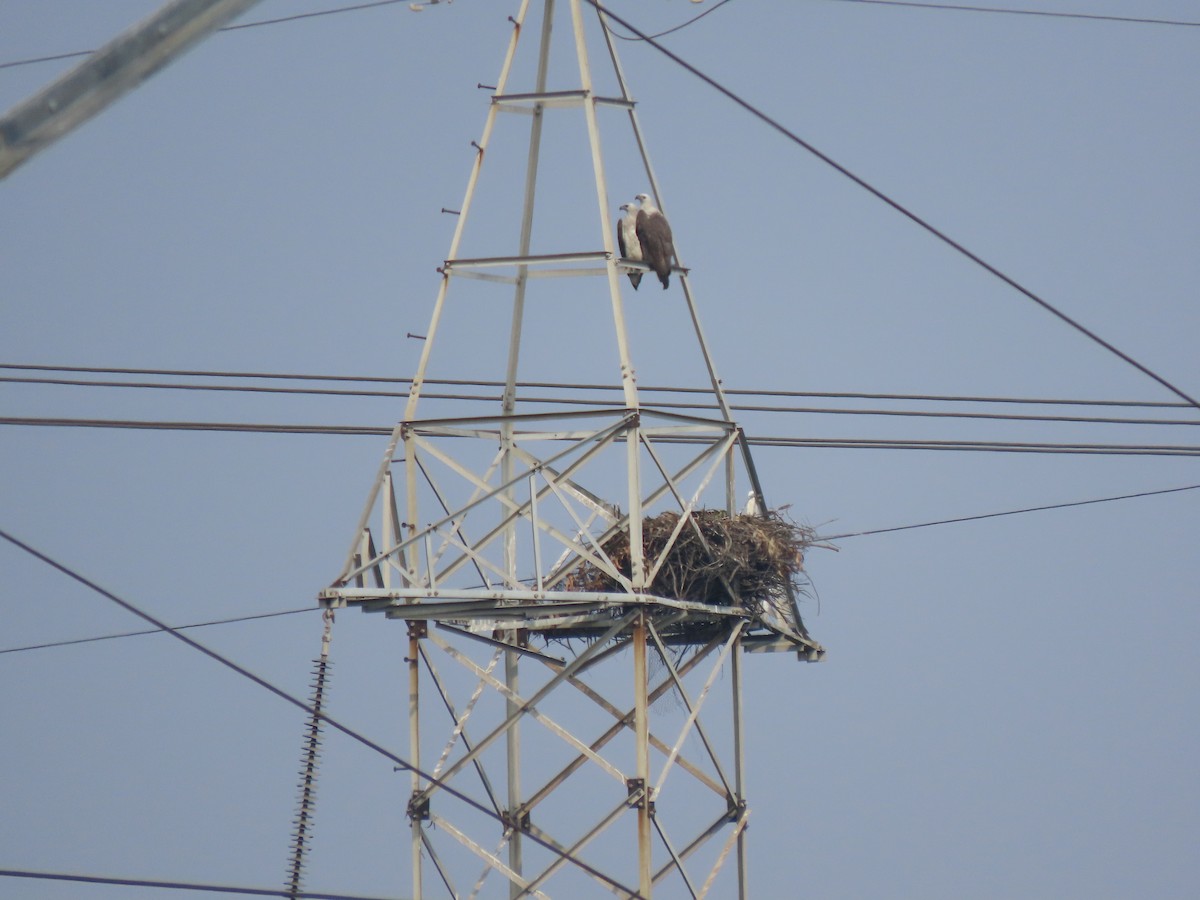 White-bellied Sea-Eagle - ML535391921