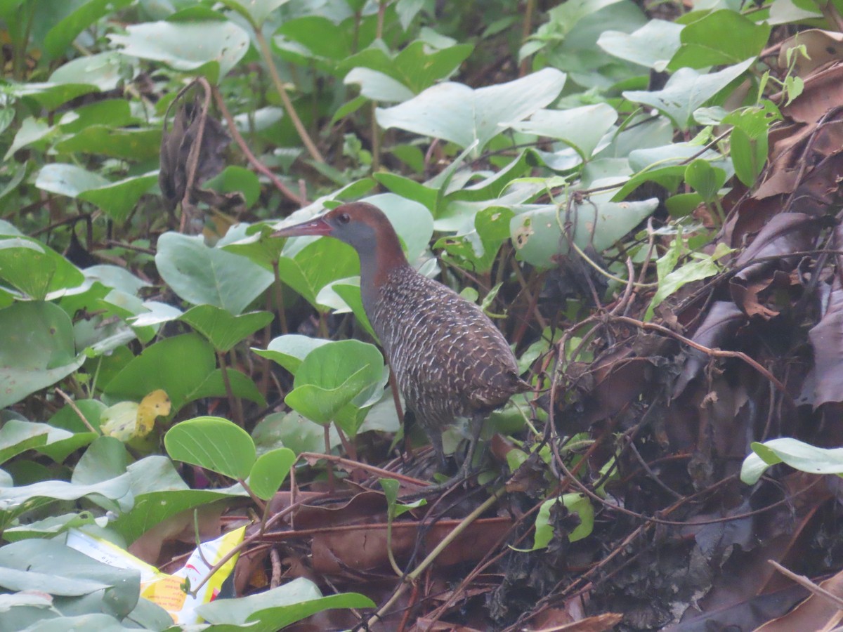 Slaty-breasted Rail - ML535392121